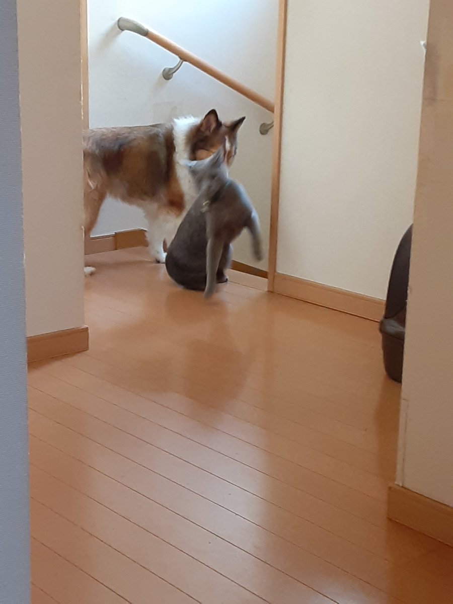 Huu04's tweet photo. 妹(犬)が、息子(猫)の、匂いをかいだら…
「嗅ぐな！触んな！お前は犬だー！」
「嘘だー！私は猫だって、おねーちゃん(私の姉の猫)言ってないけど、言ってたもん！！」
「だからお前ぺっとホテルの猫舎にいつもいるんだなー！」
「だって、犬怖いもん！！」 https://t.co/rnTuvPuaeA
