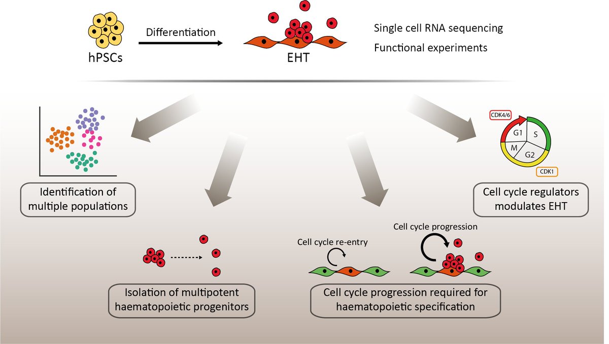 1/ We used  #hPSCs to model endothelial-to-haematopoietic transition ( #EHT), a developmental process producing the first HSPCs from haemogenic endothelial cells. By  #singlecell analyses and functional experiments we found that cell cycle regulation is a driver of differentiation