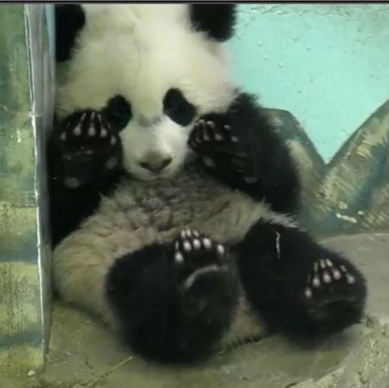 Panda_Reactions's tweet photo. Hey corona....
Stay away from me and my world https://t.co/fqPiJasPen
