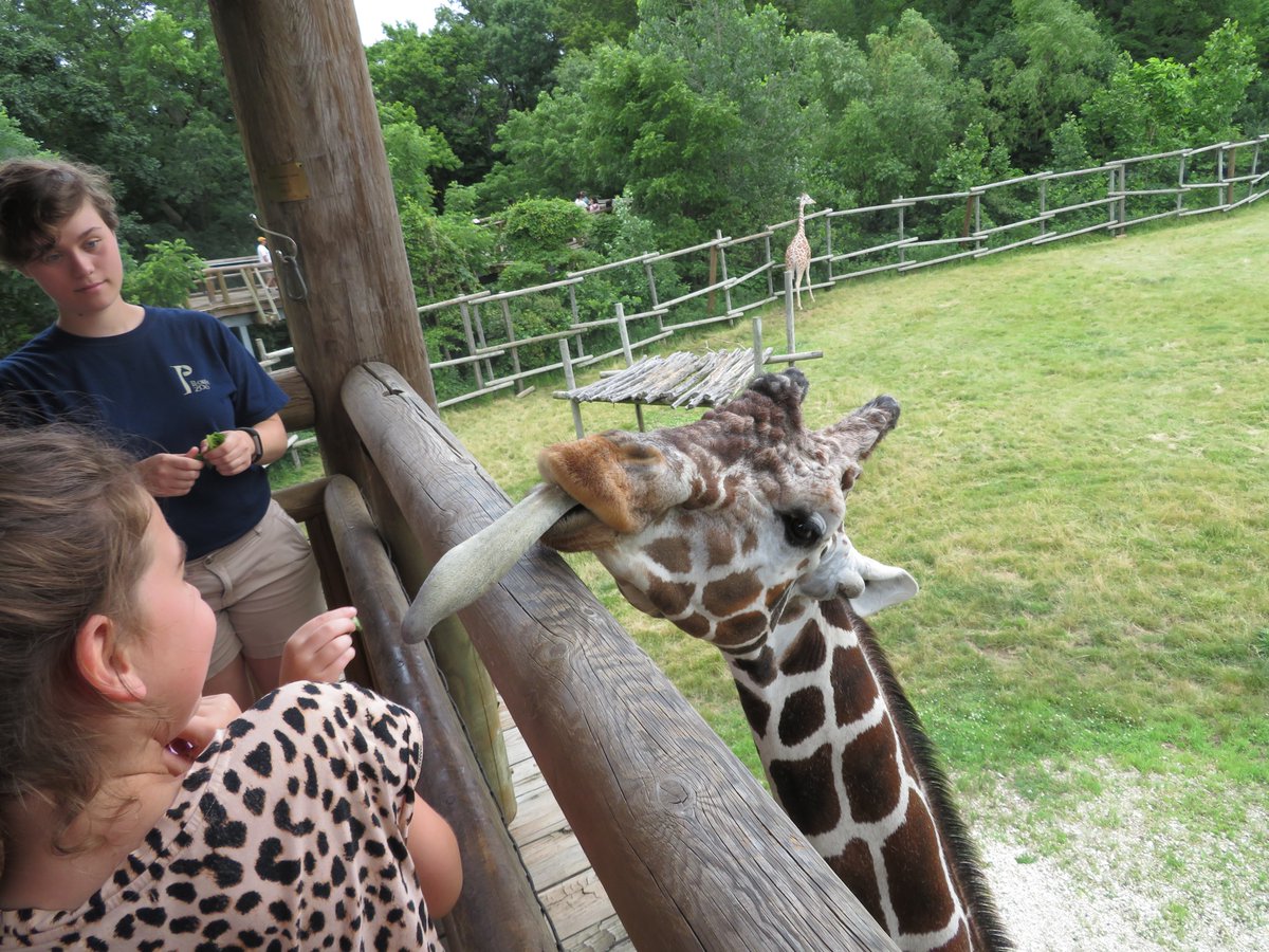 Happy Monday everyone! We have another episode of the Zoo With Us podcast ready today! Our 4-year-old steps in to tell you great zoos to see giraffes! If you need a smile, we're hoping this is the fix! <a href="/ColumbusZoo/">Columbus Zoo</a> <a href="/thewilds/">The Wilds</a> <a href="/ToledoZoo/">Toledo Zoo</a> @fwkidszoo 

 anchor.fm/zoo-with-us/ep…