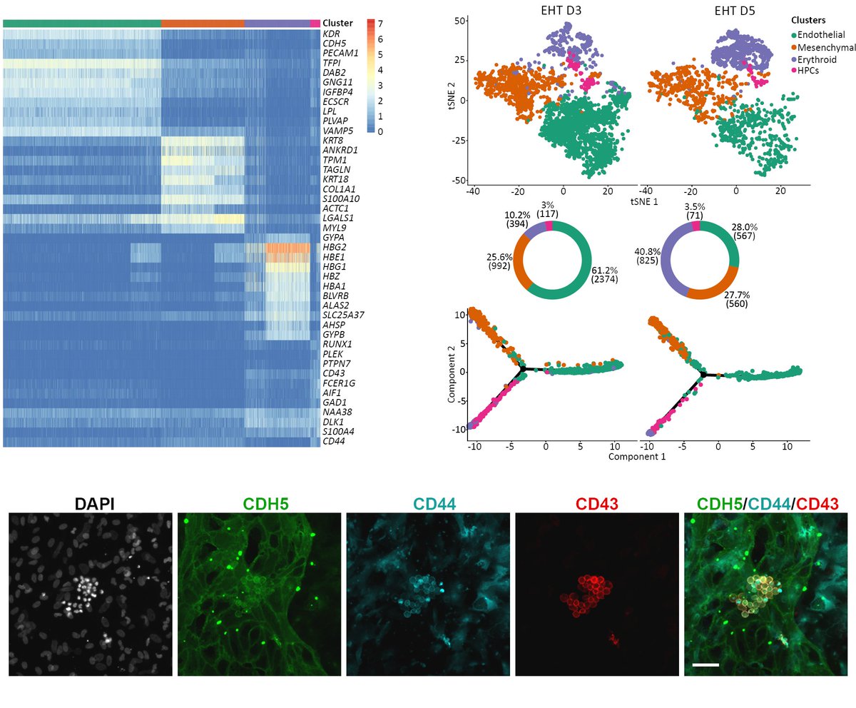 2/ We performed extensive characterisation of the system and the populations generated in vitro.  #Endothelial cells (EC) produce  #haematopoietic progenitors (HPC) capable of multilineage differentiation. Importantly, we defined a sorting strategy to isolate this population