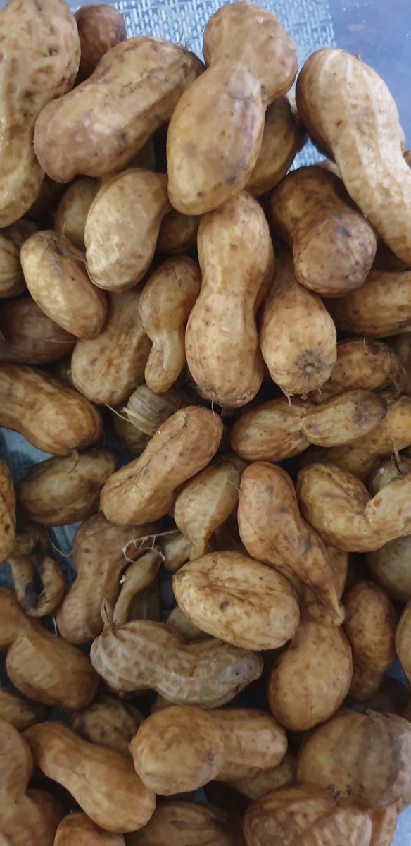 jeevaGovender's tweet photo. Ground nuts are good I'm told to build immunity #Covid19inSA #Contagion #Covid19inSA #lockDownSouthAfrica https://t.co/eLjKJdYaz2