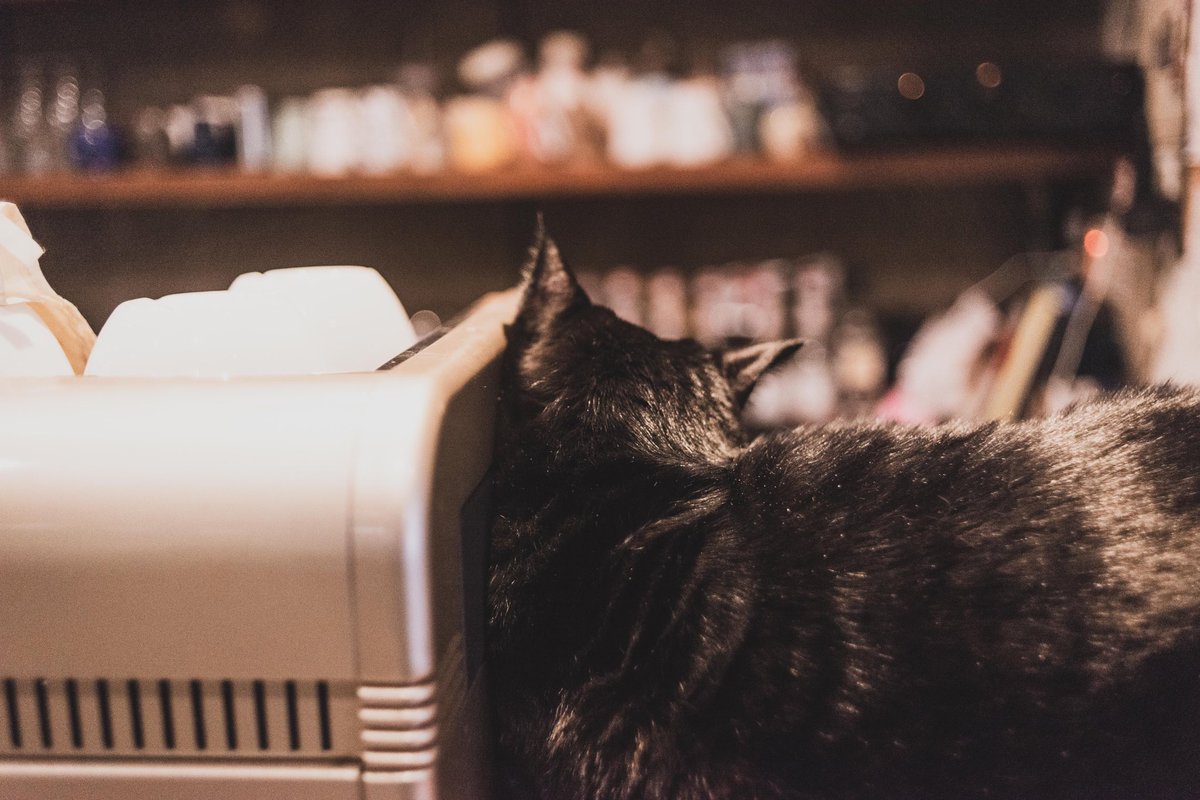 naonaophoto's tweet photo. [Second Sleep]
・
二度寝したい自分を打ち勝って起きれた自分を褒めたい。
・ ・
#猫咪 #猫 #猫カフェ #catsofinstagram #cat #ファインダー越しの私の世界 #レンズ越しの私の世界 
#写真撮ってる人と繋がりたい #phototolife #dailyphoto #単焦点レンズの世界 #カメラ好きな人と繋がりたい https://t.co/RNR7hkb2DO