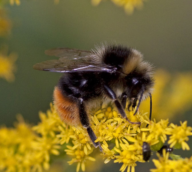 PeterJWood5's tweet photo. Bees. Was it just me or did you have some in your garden yesterday? In these changed times I found myself on a Sunday taking time to help a sleepy bee onto a flower. #changingpatterns @ARochaUK @dave_bookless https://t.co/PU9rvpS0DH
