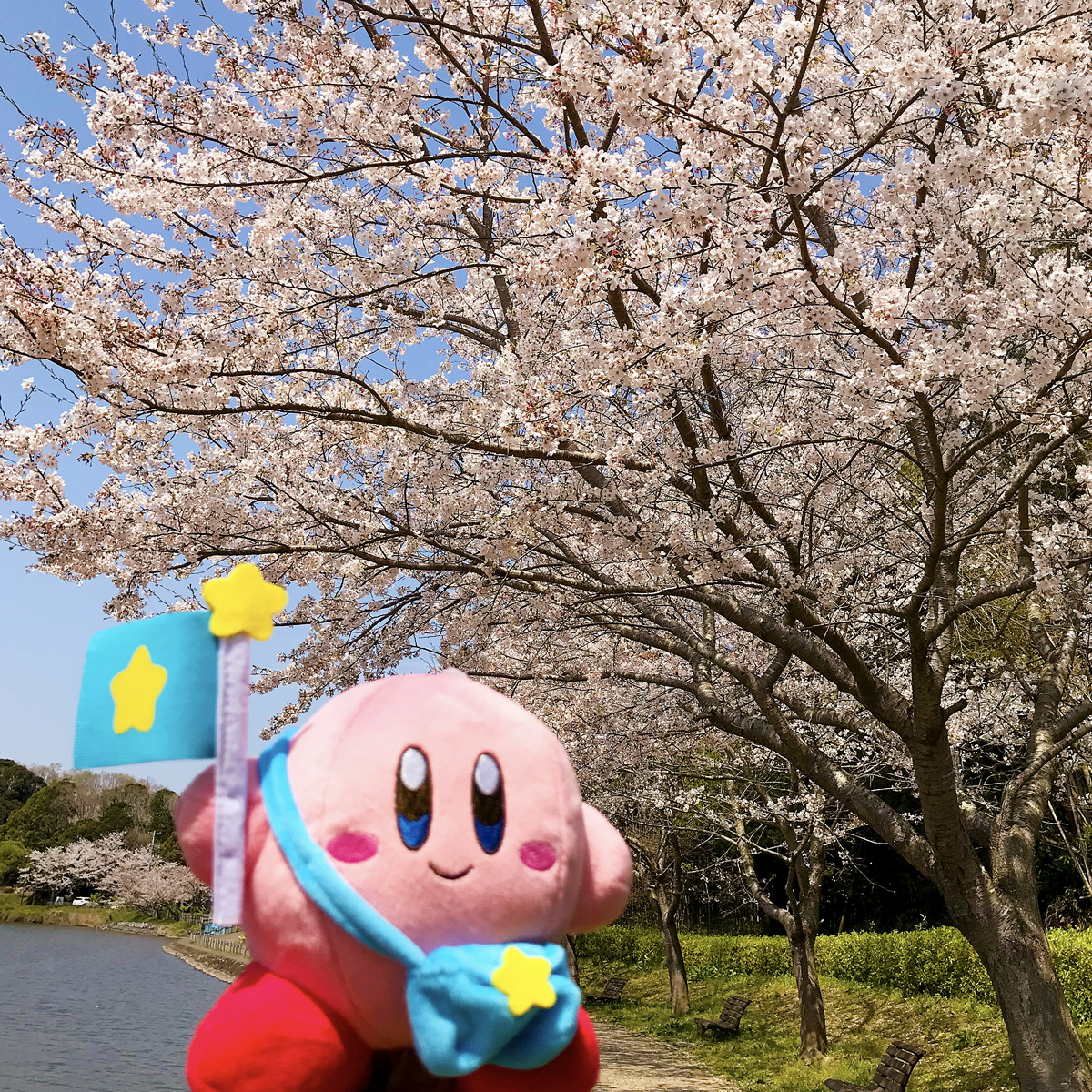 先週、アテンダントのカービィぬいぐるみとお花見にいきました