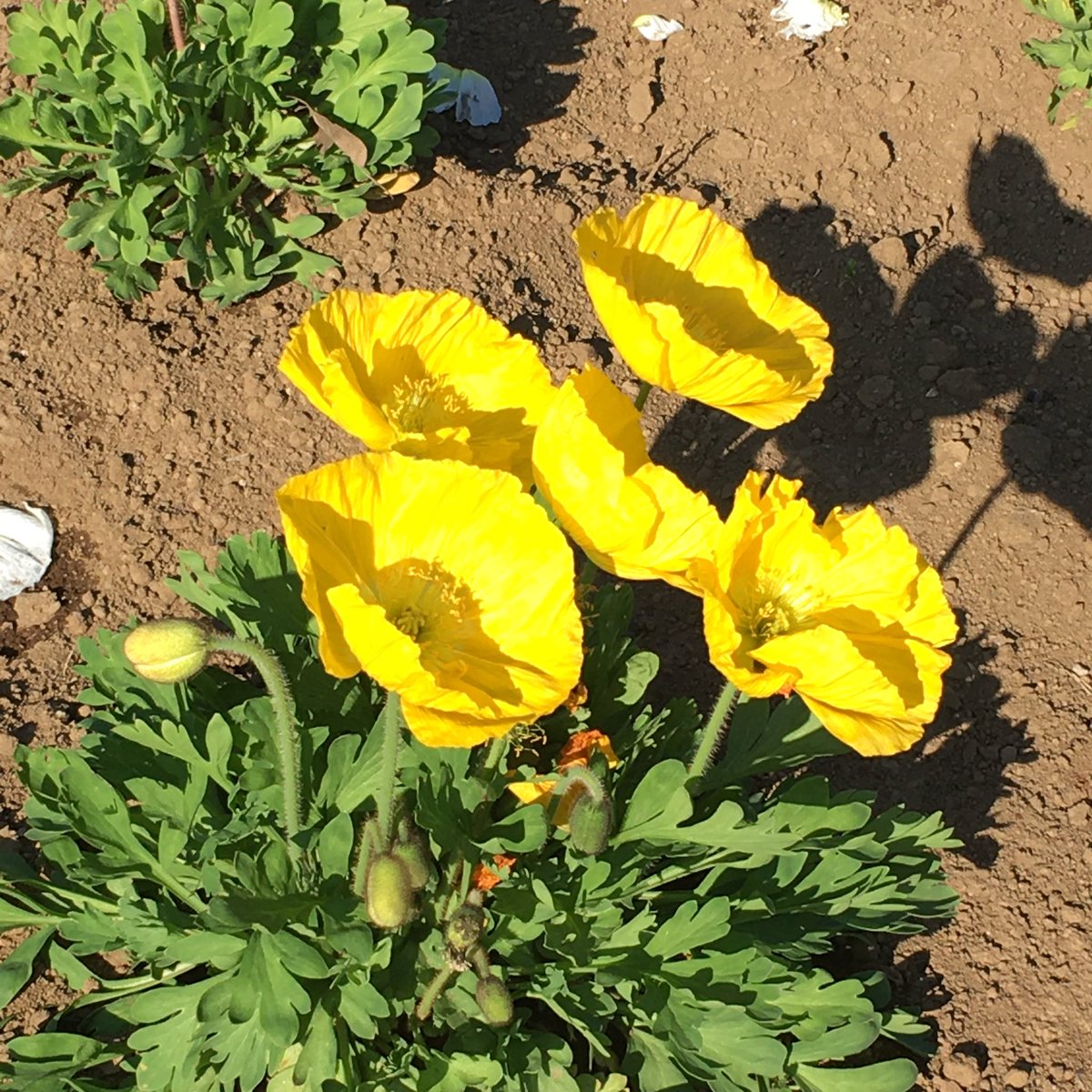 ハチコ これ実はアネモネじゃなくてポピーだったんだけどパッと見の違いが全然分からない