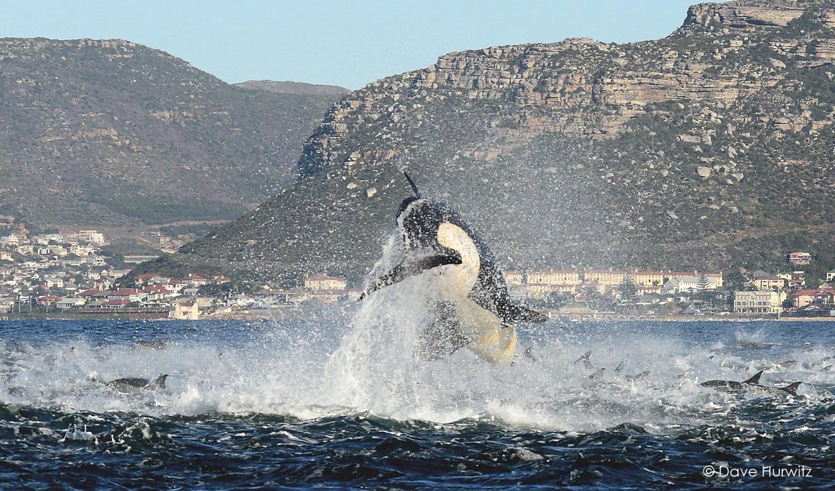 MrCPT's tweet photo. Killer whale spotted breaching a few hundred meters off shore in Kalk Bay, Cape Town. 🐋

📸: Dave Hurwitz

#CapeTown https://t.co/6jhFD4BckG