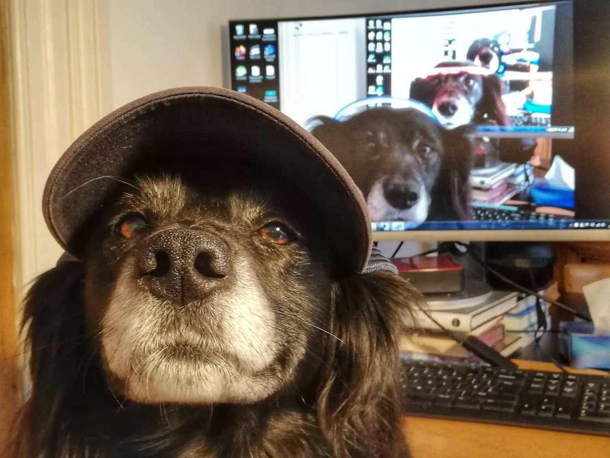 HodgeEwa's tweet photo. So I got lazy and didn't post Thursday, and I'm not working Fridays anymore but as it's part of her daily routine now it feels rude not to share that, and today she's quite chipper for a Monday!
#dogception #lockdownlunacy https://t.co/4CDtNcNAqk