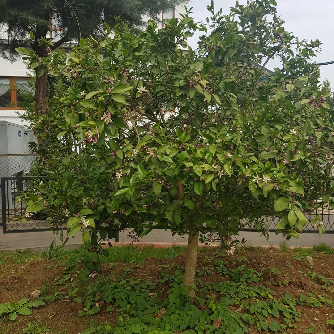 Adana da festivalsiz de olsa portakal çiçeği zamanı. Hayat devam ediyor. EVDE KAL SAĞLIKLA KAL.