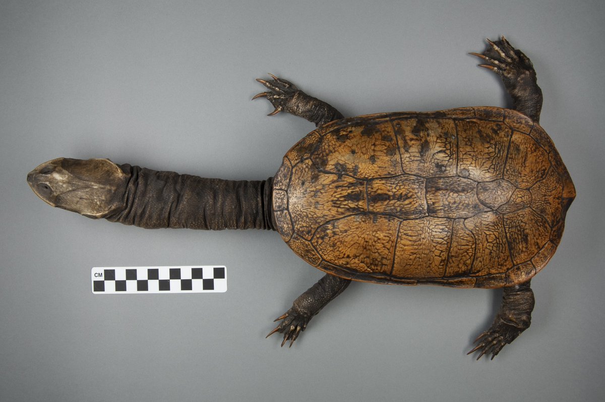 morethanadodo's tweet photo. Week 3 of #MoreThanADoodle! Could this #Turtle inspire your next project? Click on the image in this link to zoom in! ➡️ https://t.co/O6cHTnTaVI 
#Museumfromhome #artclub #creativity #StayHome #Art #Museum #OUMNH #Oxford #NaturalHistory #nature #MondayMotivation https://t.co/eN4TW4MICs