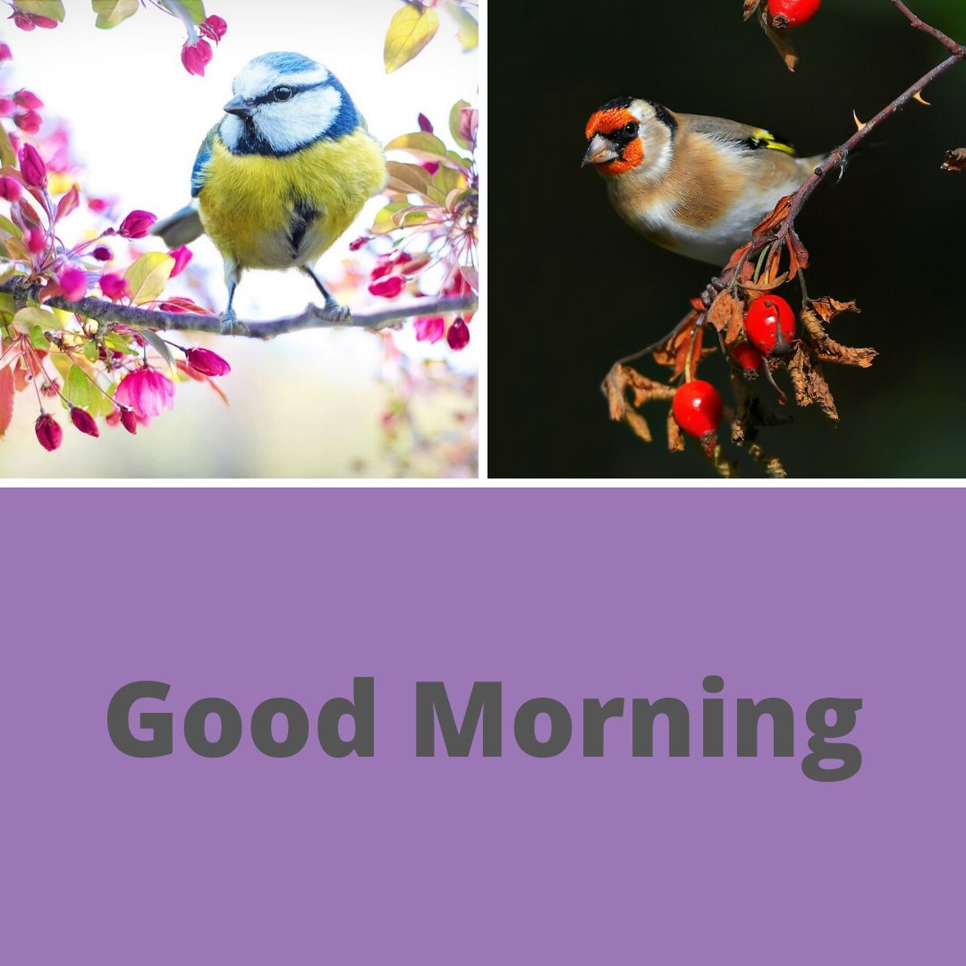 Calm Therapy tweet media