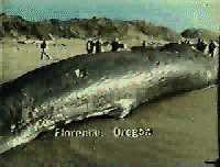 The story begins when a 45-foot sperm whale washed up on the beach in Florence, Oregon on 9 November 1970. Here it is:
