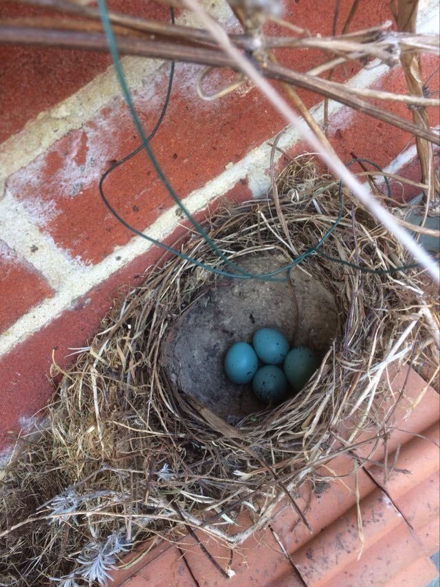 Surprising find amongst the terracotta pots on the garden shelves. A thrush has made a nest of beautiful turquoise eggs
