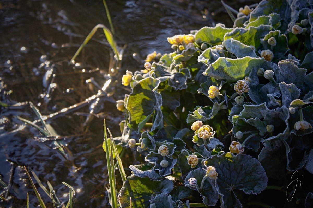 SterbovaJitka's tweet photo. Následující dny, má být teplo, hodně teplo. A také sucho. Namrzlé blatouchy bahenní (Caltha palustris) už asi neuvidíme, ale i tak nastává čas těchto žlutých krasavců - všude tam, kde je ještě dost mokro. 
#kytkoosvěta #jitkykytky #caltha #botany https://t.co/9kquOaIYzq