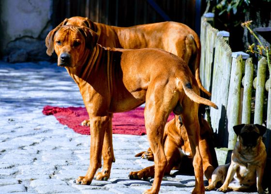 Ridgebackdog's tweet photo. Ridgeback-Wurf bestätigt.👍 Blümchen bekommt Anfang Mai mehrere Welpen. 🐕 😀
https://t.co/Hsl51p7k7Q https://t.co/wrTbqmum3N