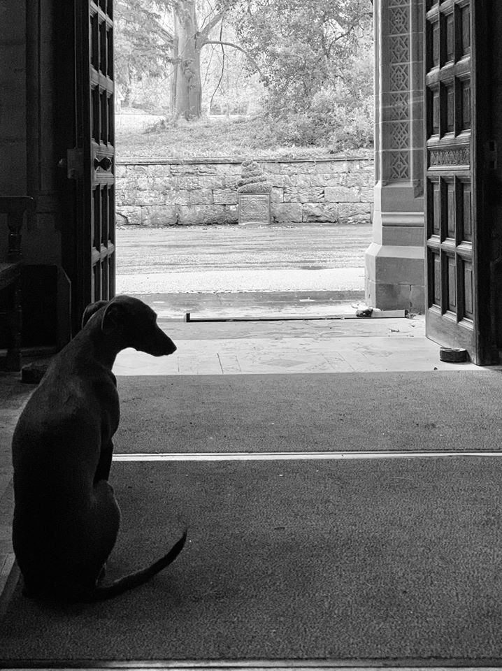 Bess (Elizabeth), Lucy Cavendish's Whippet is staying home @HolkerHall and @HolkerGardens #StayAtHome #WeWillMeetAgain