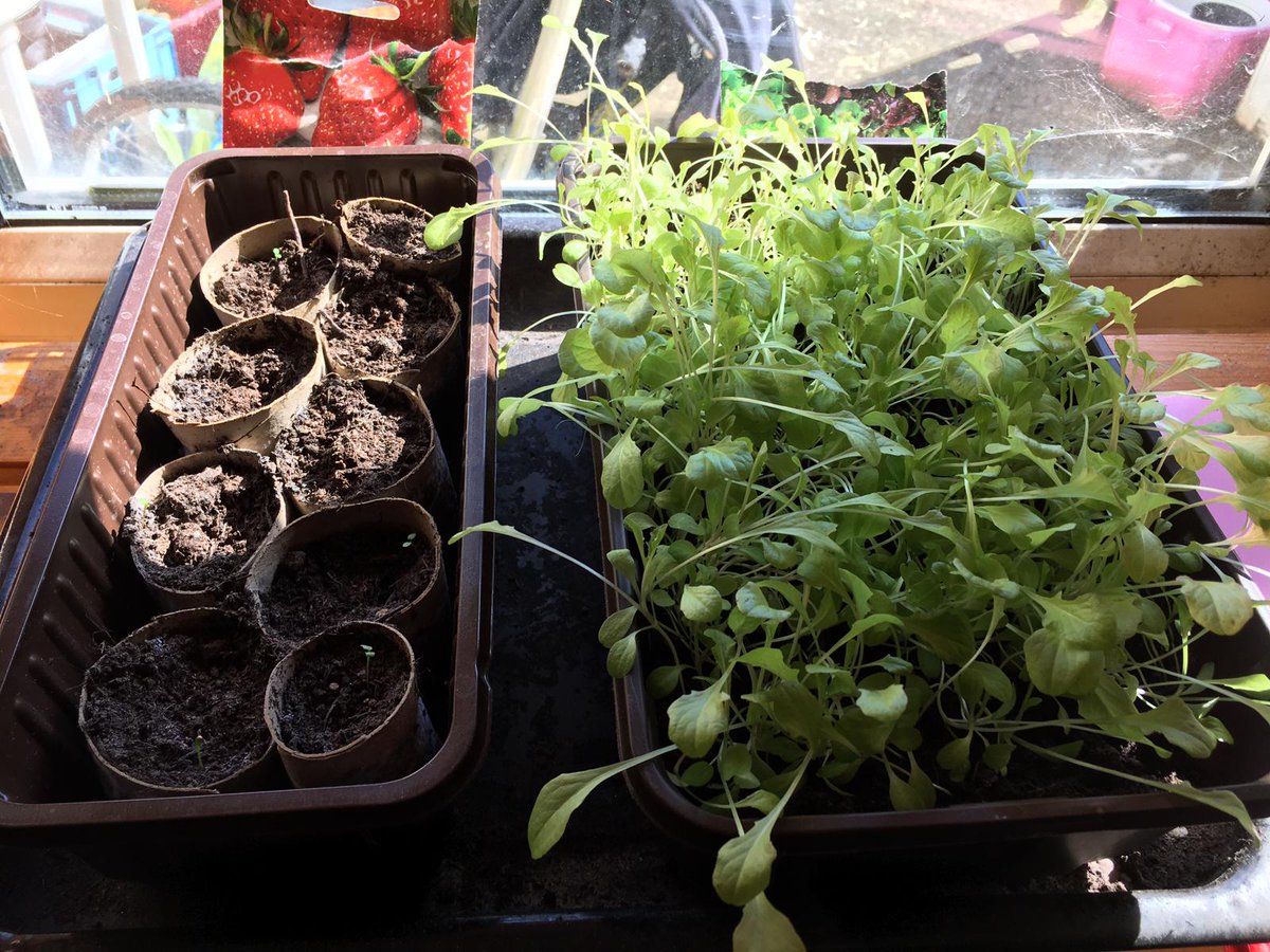 WildAboutPlay's tweet photo. Today's #IsolationTip - put those curious minds, green thumbs and leftover kitchen rolls to good use and create your very own home allotment! An easy way to get your creative kids involved in the food they eat, with visual rewards when the plants begin to grow! 🌱 https://t.co/gQZKi6Zahk