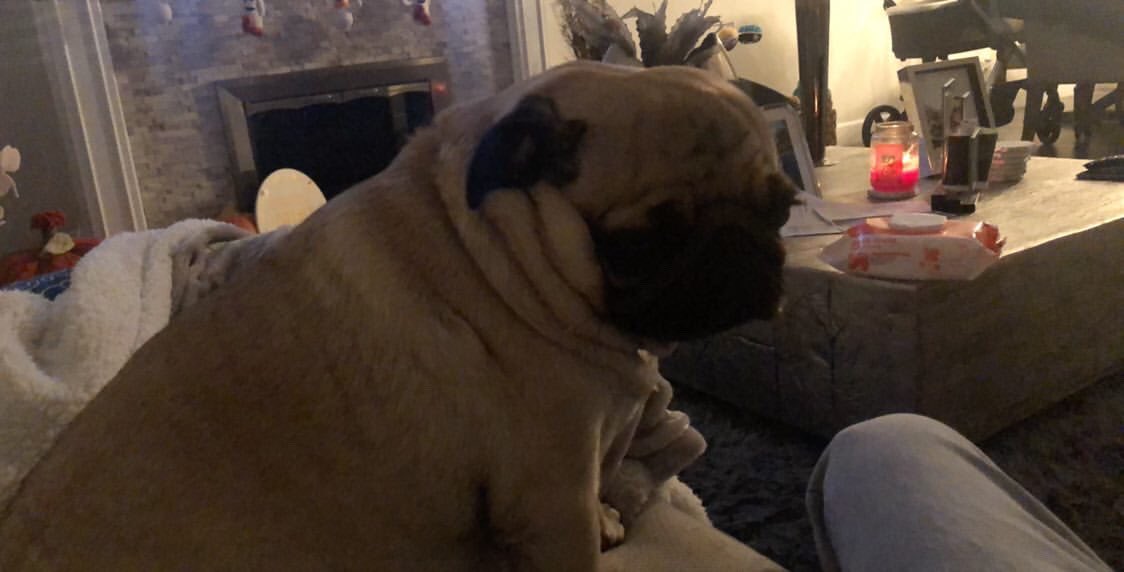 kobe the pug tweet media