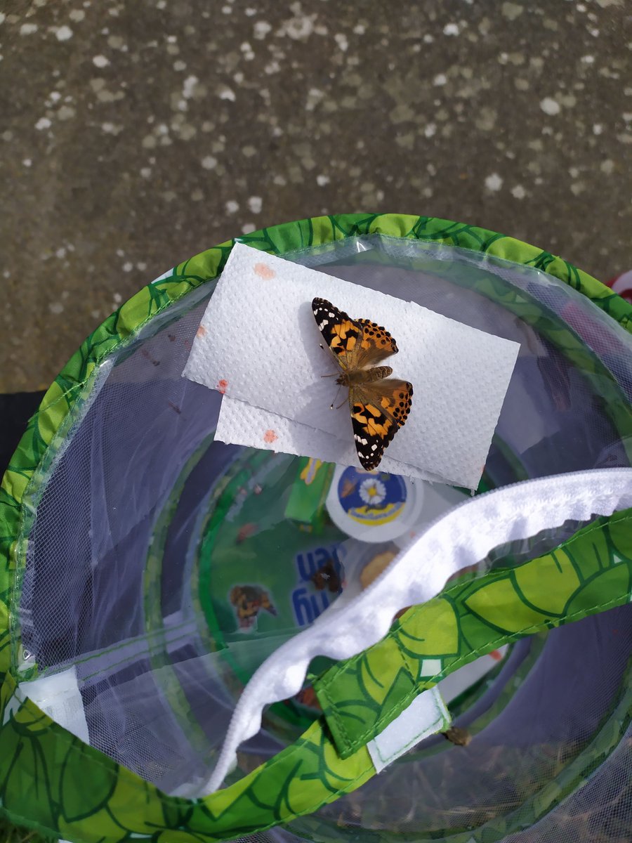 Room5Cronans's tweet photo. It was time to release the butterflies over the weekend. They were very friendly and even sat on our hands for a few moments. They seemed very happy to flap their wings, take flight and begin their great adventure as beautiful butterflies @InsectLoreEU https://t.co/QLk5yY8Ga7