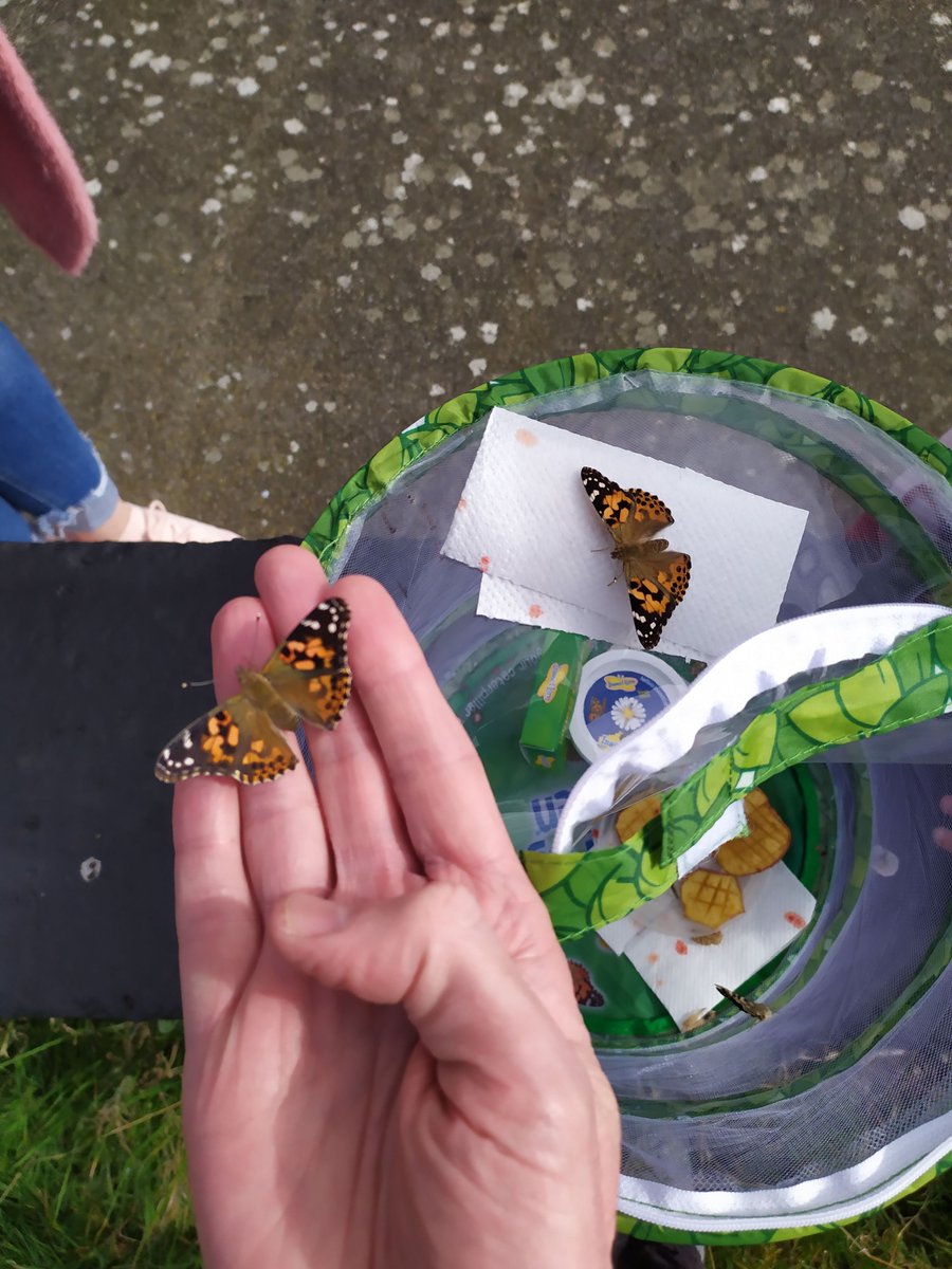Room5Cronans's tweet photo. It was time to release the butterflies over the weekend. They were very friendly and even sat on our hands for a few moments. They seemed very happy to flap their wings, take flight and begin their great adventure as beautiful butterflies @InsectLoreEU https://t.co/QLk5yY8Ga7