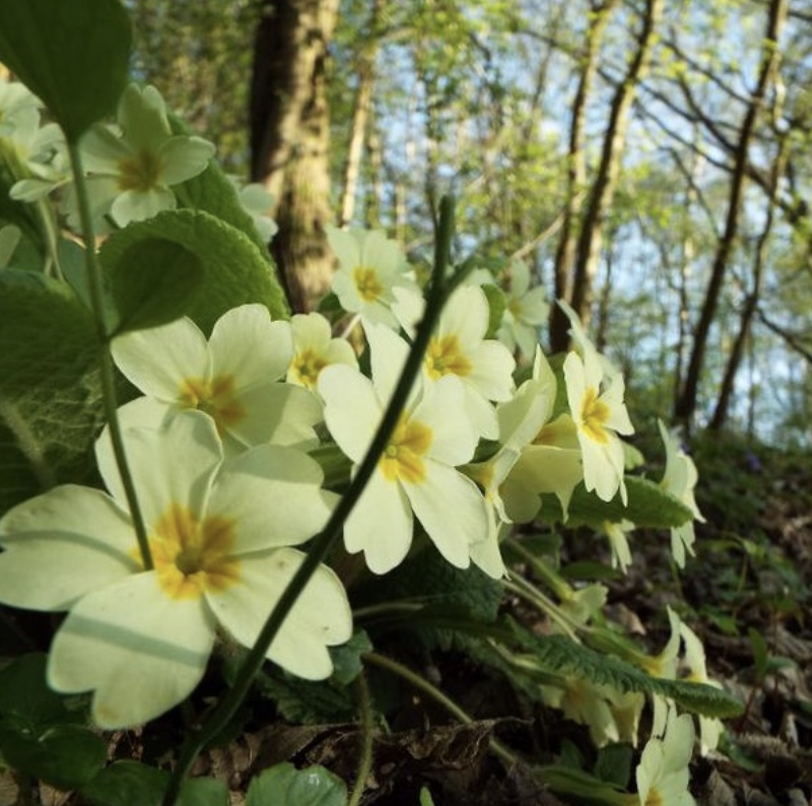 It's challenging to #StayHome and #StaySafe from #covid19 as #SpringTime gathers momentum and the sun shines. We're out in nature daily, preparing for this year's linseed crop, so we're starting our own #SpringWatch #BlossomWatch series with this pic of primroses in our woods🌞🌼
