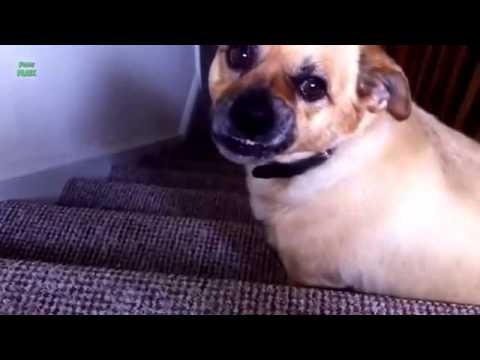raulbr14's tweet photo. [VIDEO] Compilacion de animales sonriendo. https://t.co/GqlVWdnUU5 https://t.co/GeFmwZs5kK
