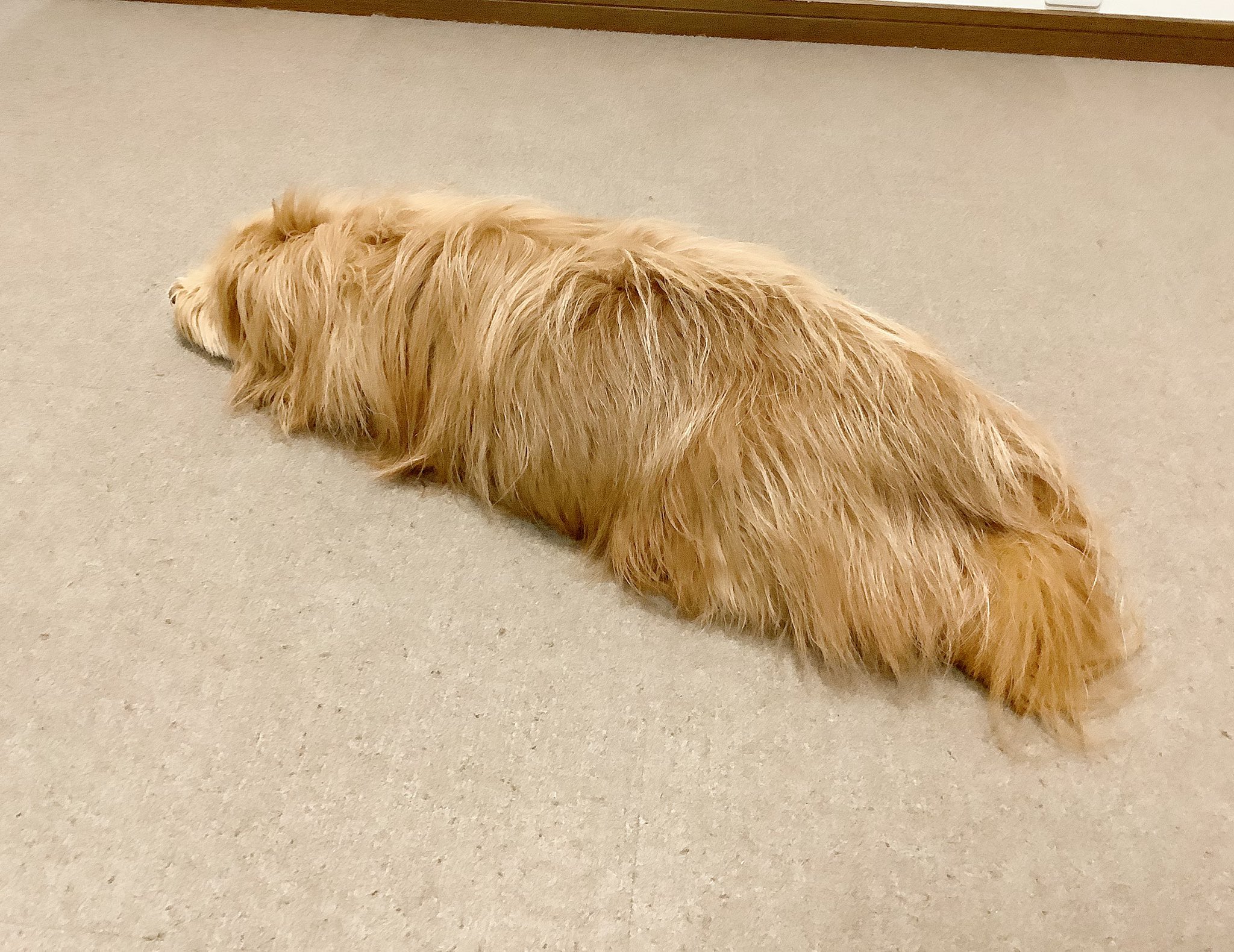 スズメ天狗 犬漫画連載中 家の中に巨大な毛虫がいる T Co C3g4xmdqxw Twitter