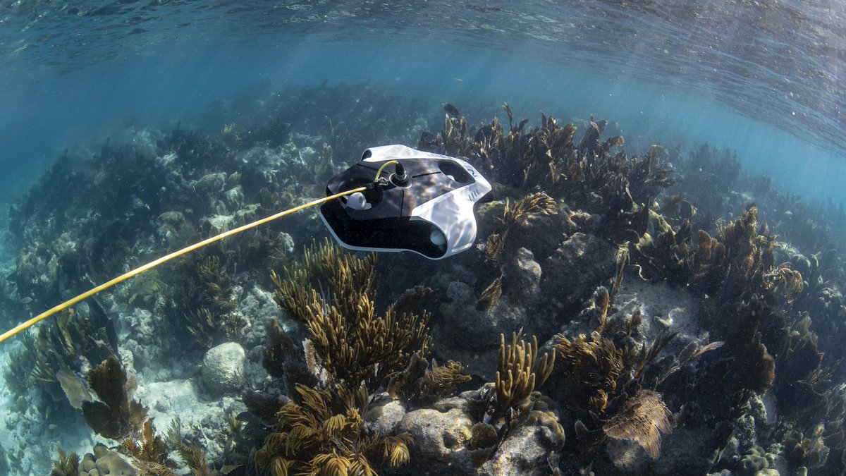 erkemarine's tweet photo. MITO Su altı drone'uyla keşif 🐟🐠🐡🐙🦀 #erkemarine #navatics #mito #underwaterdrone #sualtıdrone #epropulsion https://t.co/vlMq0GU94V