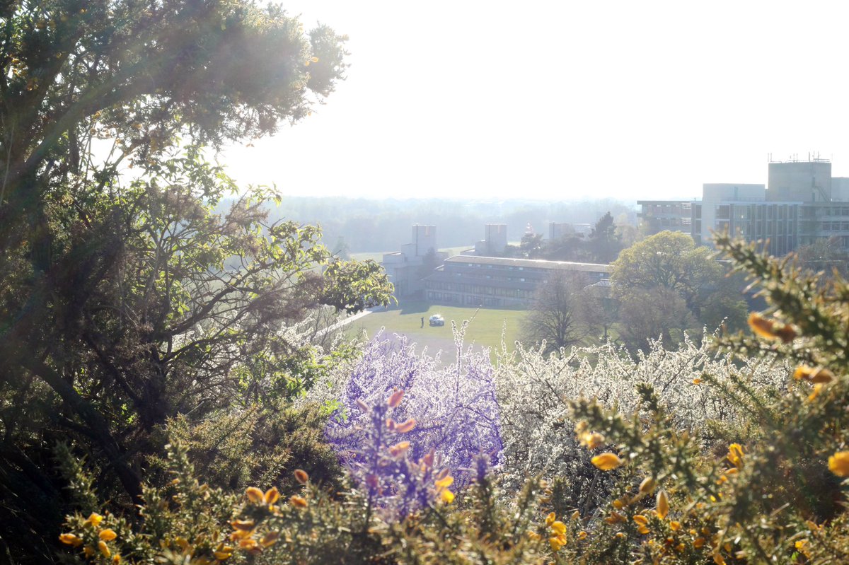 Isolation Observation. 

I’m going to make the most of having that extra time each day when I’d normally be commuting to dust the cobwebs off the camera and document this weird time. 

#UEA #DailyExercise #PhotoChallenge