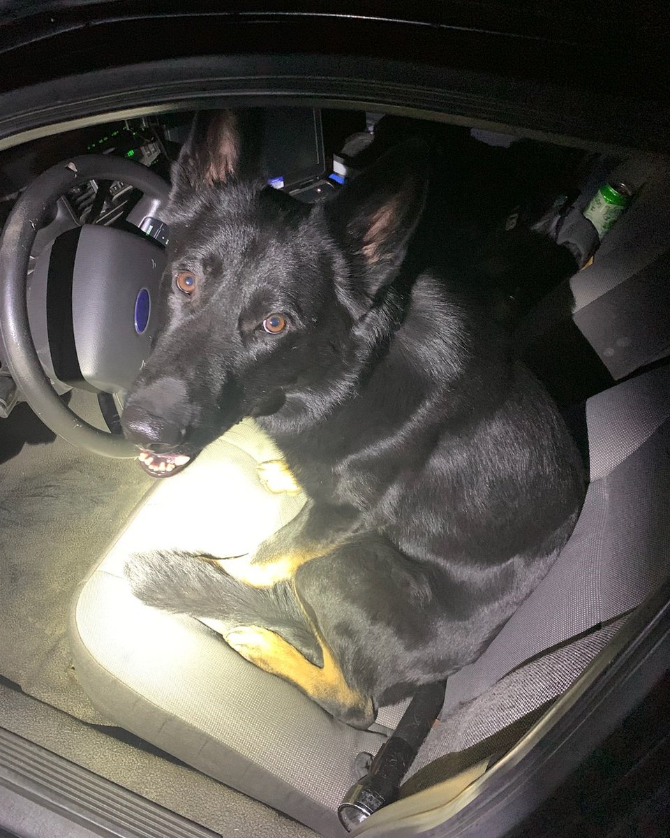 GaltPolice's tweet photo. K9 Kane hopes everyone is staying dry this weekend while he's busy working patrol! Currently he's trying to convince his handler to take a seat on the passenger side.

We wish everyone a fantastic week ahead!

#GPDK9Unit https://t.co/D7rIS4g8hO