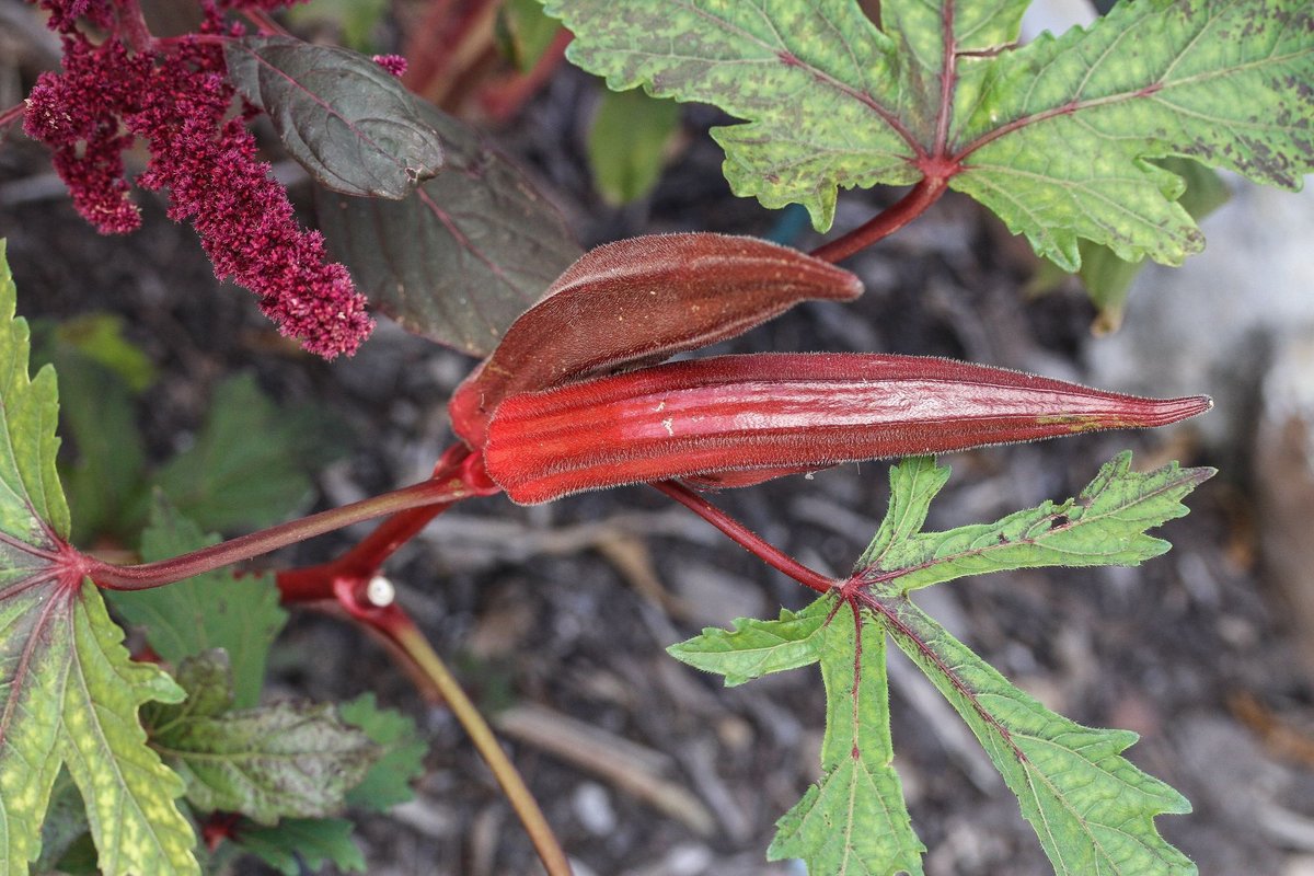 Candide_ZA's tweet photo. If you harvest loads of okra from your vegetable patch, dig into the latest article in DISCOVER for a delicious okra masala recipe by @somersetwestvillagegarden.

Read more | https://t.co/tz3gSdUamC

#gardeningapp #candideappza #21gardendays #harvest #okra #recipe #growforit https://t.co/cMT9JrstGP