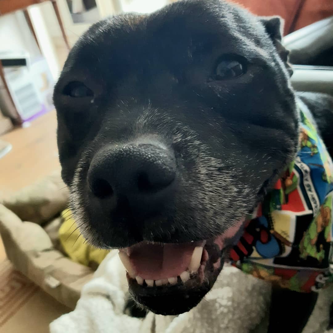 WagsTiny's tweet photo. Hi allfriends! Hope you doing a staysafe stayhome. Is good for manytreat and squishies!
#stayathome #stayhome #mondaymood #mondaymotivation #socialdistancing #playwithme #staffy #staffie #staffordshirebullterrier #staffylovers #keepcalmandcarryon #dogsofinstagram #dogaccount https://t.co/WeMJllwiAG