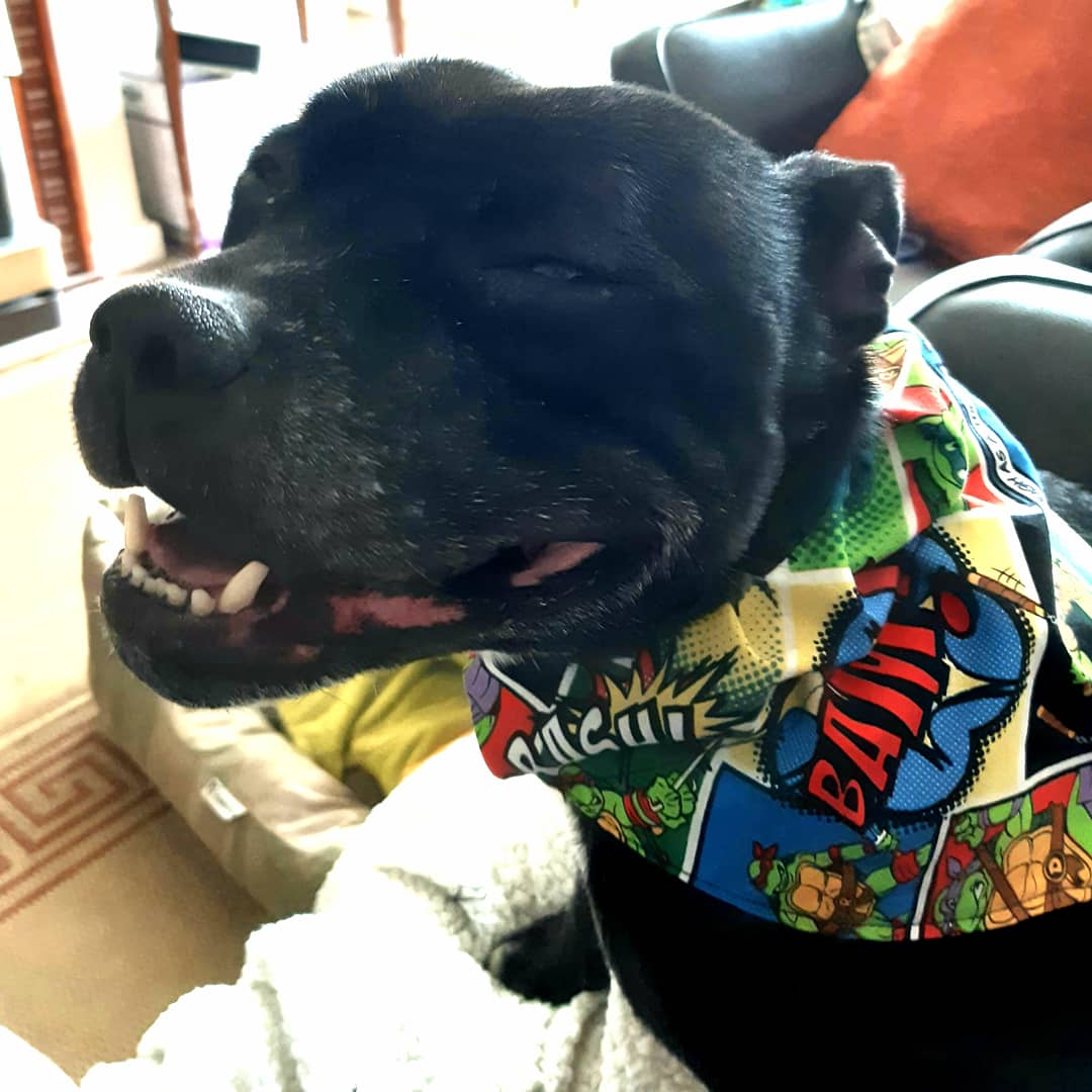 WagsTiny's tweet photo. Hi allfriends! Hope you doing a staysafe stayhome. Is good for manytreat and squishies!
#stayathome #stayhome #mondaymood #mondaymotivation #socialdistancing #playwithme #staffy #staffie #staffordshirebullterrier #staffylovers #keepcalmandcarryon #dogsofinstagram #dogaccount https://t.co/WeMJllwiAG