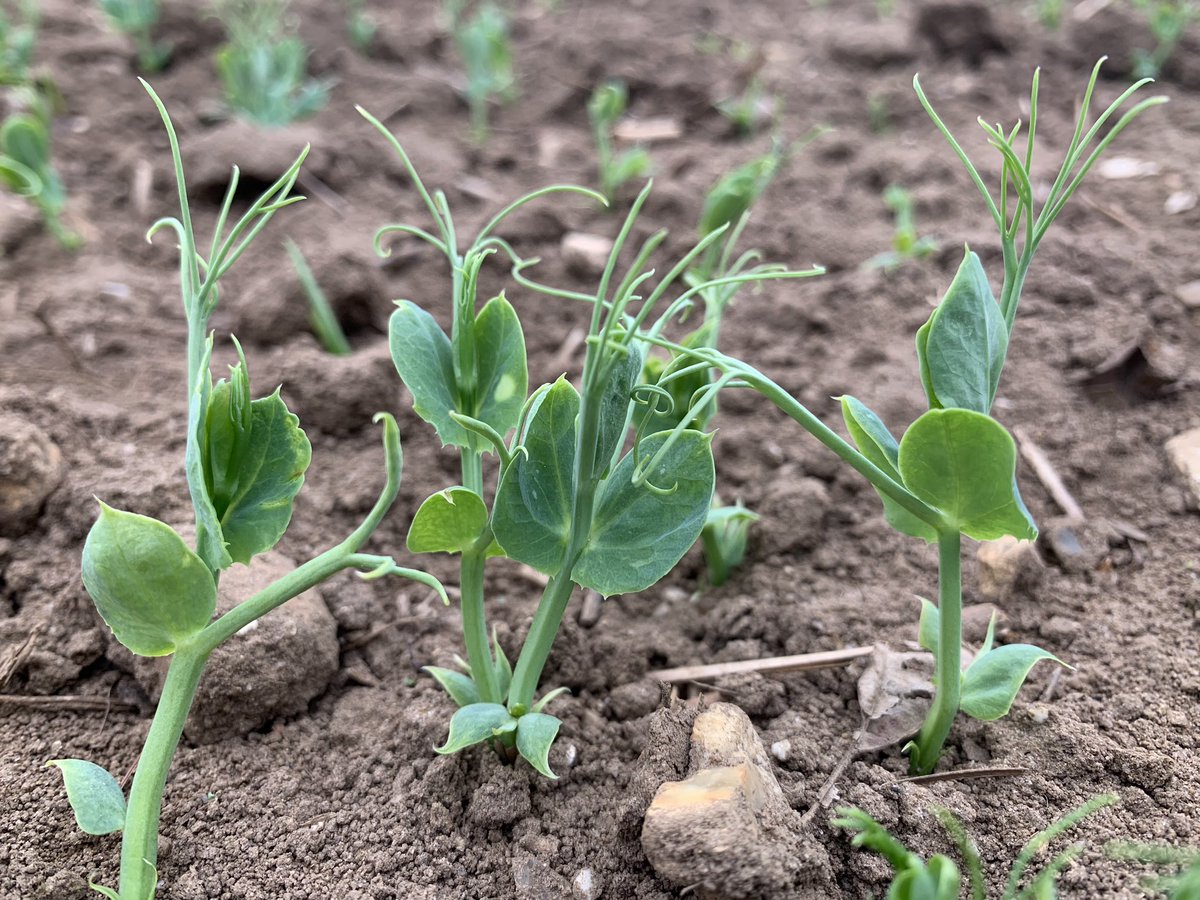 Russell Corfield tweet media