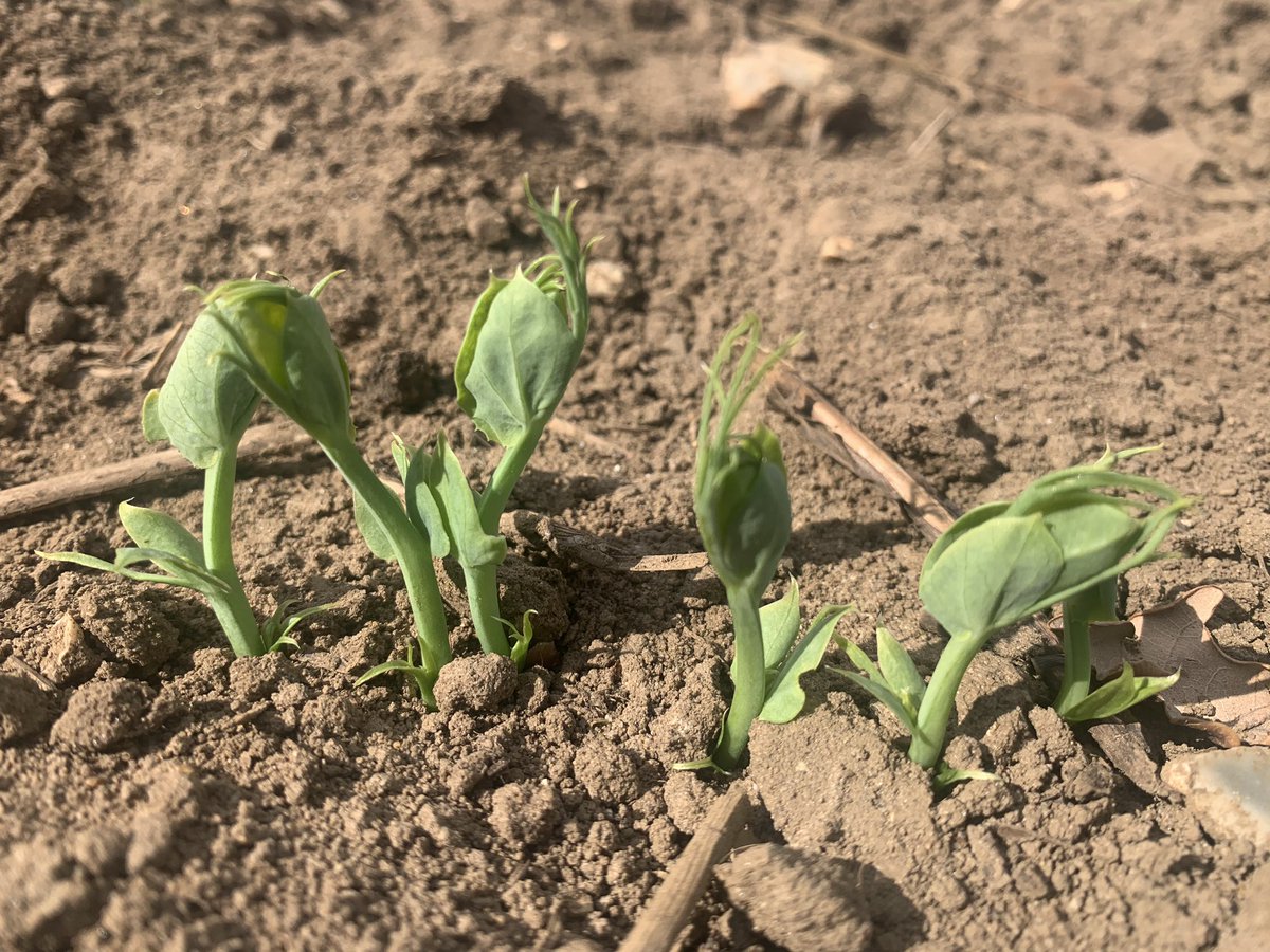 Russell Corfield tweet media