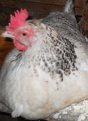 DeniseNesbitt's tweet photo. Margie had an off day, neighbour was looking after the hens and on one particular day Margie hadn't wanted to leave the henhouse.
Next morning she was dead, having passed away in her sleep. She was  buried under the cherry blossom tree 
A fitting gesture for a happy little soul. https://t.co/V2Jvhvzad8