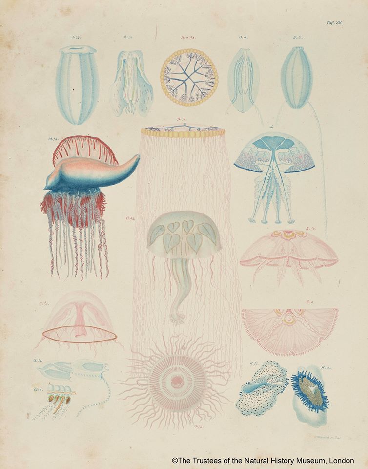 Back after lunch and into the Pacific,  #jellyfish buddies! Some colourful jellyfish to keep you busy: