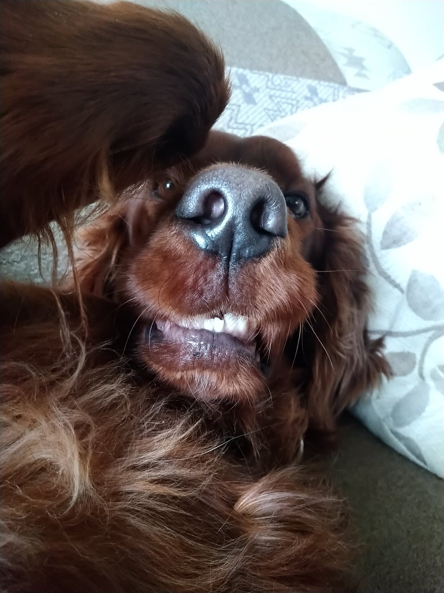 Well I'm definitely brighter than mum this morning, she only got 1 question right on #popmaster 🙈