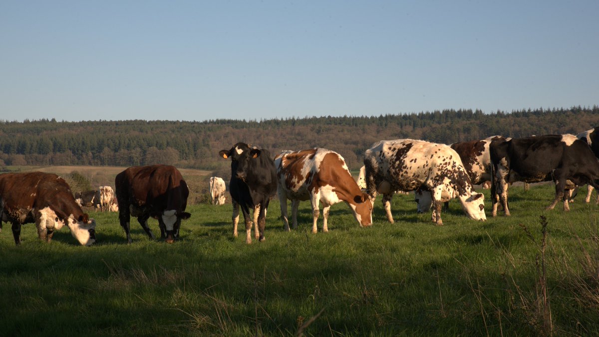 FredTolfey's tweet photo. Public curieux et enthousiaste lors de mon concert d'hier.
#orguedebarbarie #MontdesAvaloirs #Mayenne #campagne #vaches #chanson #chansonfrancaise #chanteur #fredtolfey #fredtolfeymusic #covid19 #confine #confinement #confinedehors #concert #partage #bonnehumeur #rire #espoir https://t.co/veobXI920i