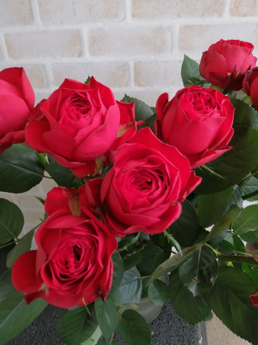 美ら花 tweet media