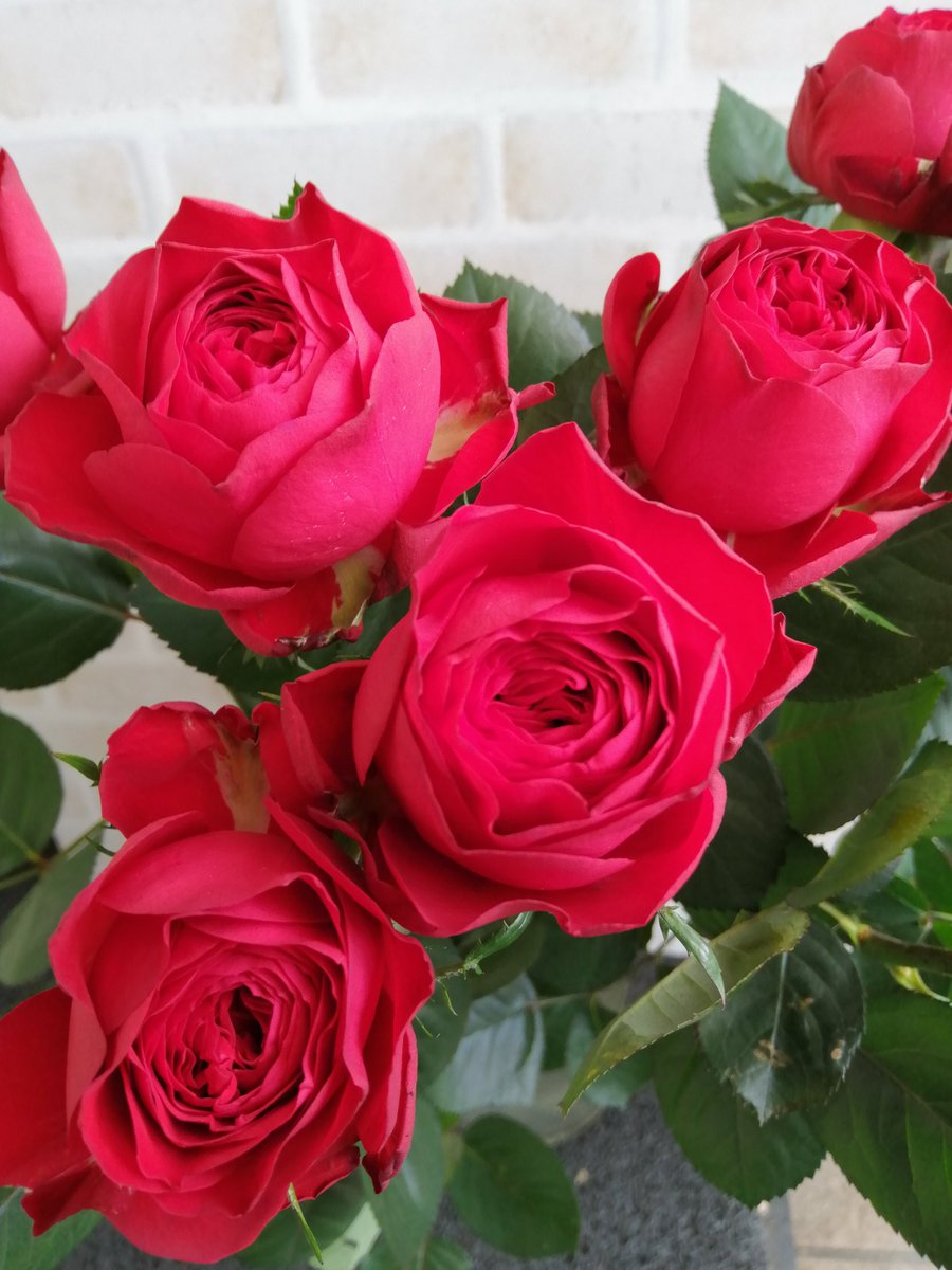 美ら花 tweet media