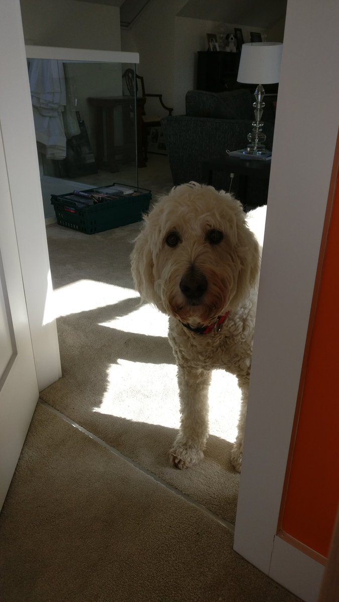 porter337's tweet image. Working from home update: my coworker needs a time management course. It is not yet time for an 11AM coffee break despite his best attempts.
10/10 for puppy dog eyes and ability to smash open the door scaring the shit out of me. 3/10 for ability to tell the time. #Wfh #DogAtWork