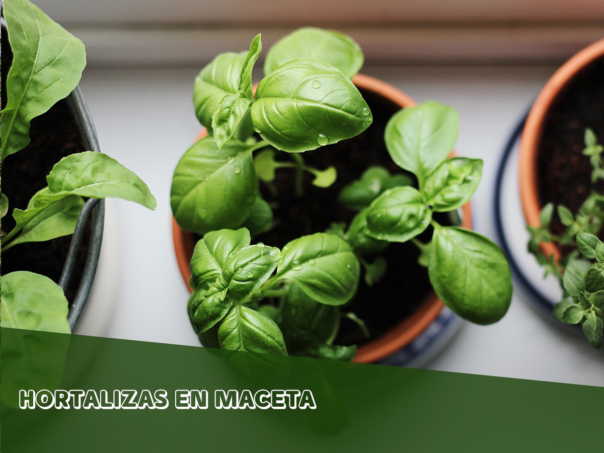 ¿Sabias que puedes plantar hortalizas en una maceta?🍅 En una terraza o un gran balcón, puede hacer verdaderas cosechas de las hortalizas más clásicas. Te dejamos algunos consejos a seguir🙌
bit.ly/3bpcDO2

#MaquinariadeJardineria #Jardín #Hortalizas #Artículo