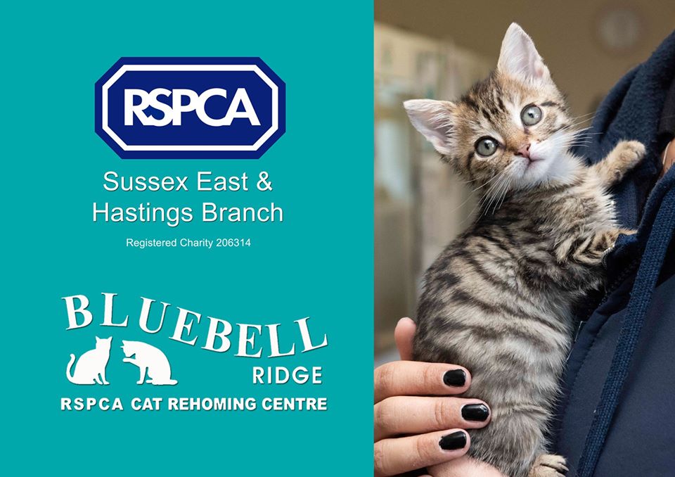 bluebell ridge rspca cats home