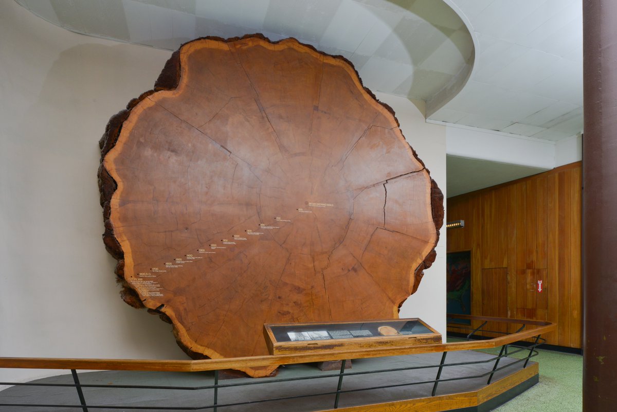 AMNH's tweet photo. Exhibit of the Day: the slice of giant sequoia from the Hall of North American Forests! The tree from whence it came grew for more than 1,300 yrs before it was felled by a lumber company in 1891. When the tree sprouted around CE 550, the English language didn’t even exist! (1/2) https://t.co/90jpWirag3
