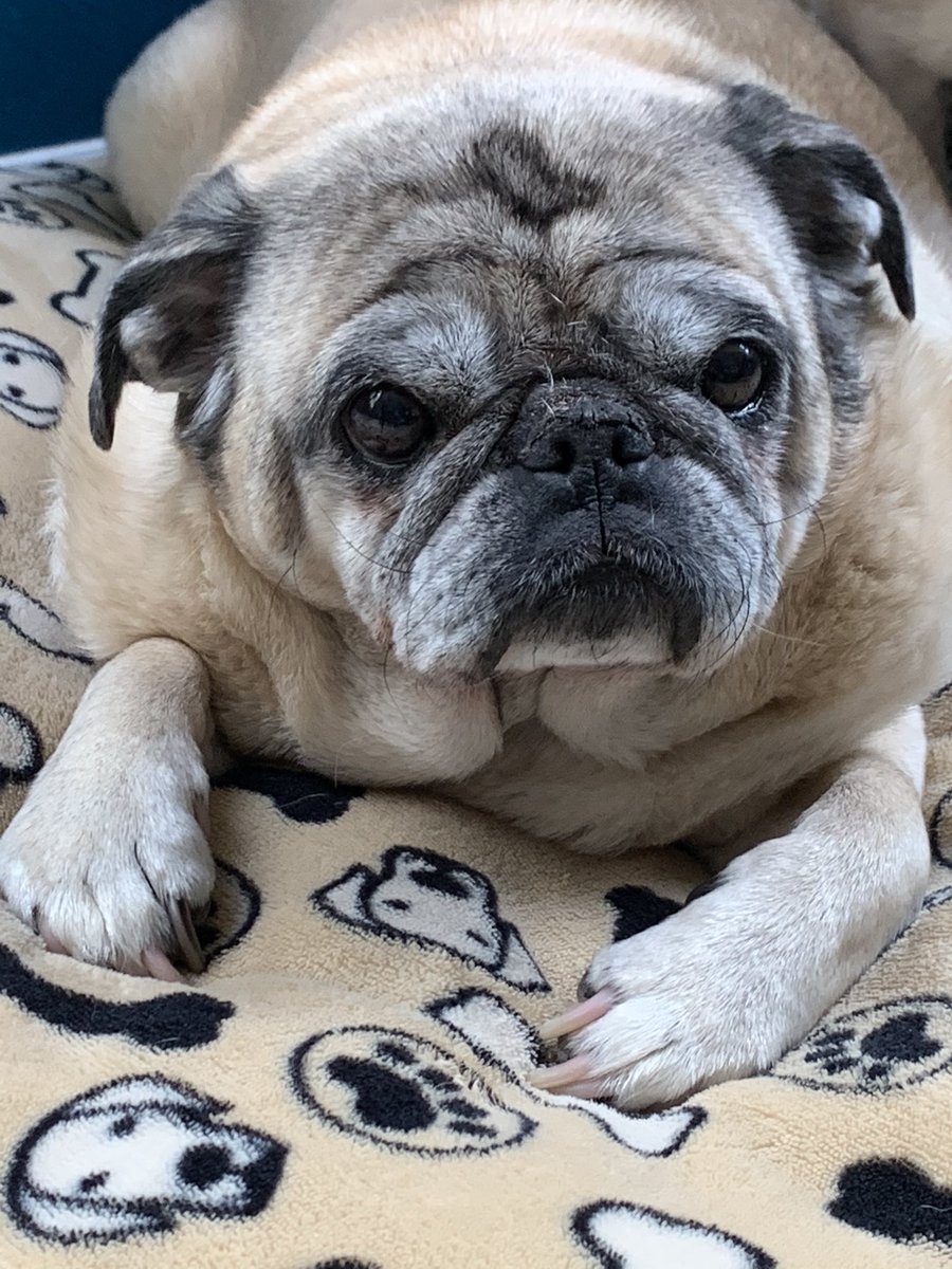 GeneralRoscoPUG's tweet photo. Good morning everybody! Hope you are all safe, happy, and healthy!!! #puglove #GeneralPug #puglife #HomeOffice https://t.co/TTbpzLXS1T