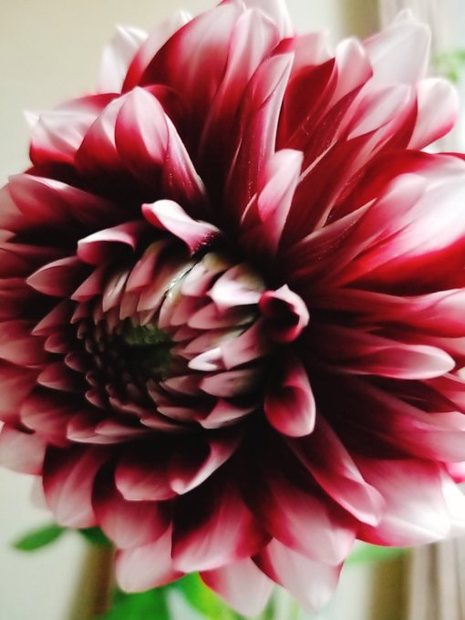 ダリアのtwitterイラスト検索結果 古い順