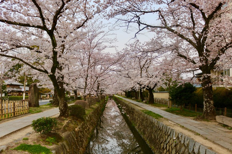 哲学の道の桜23 開花状況や満開見頃は アクセスと見どころやカフェについても ピクの家
