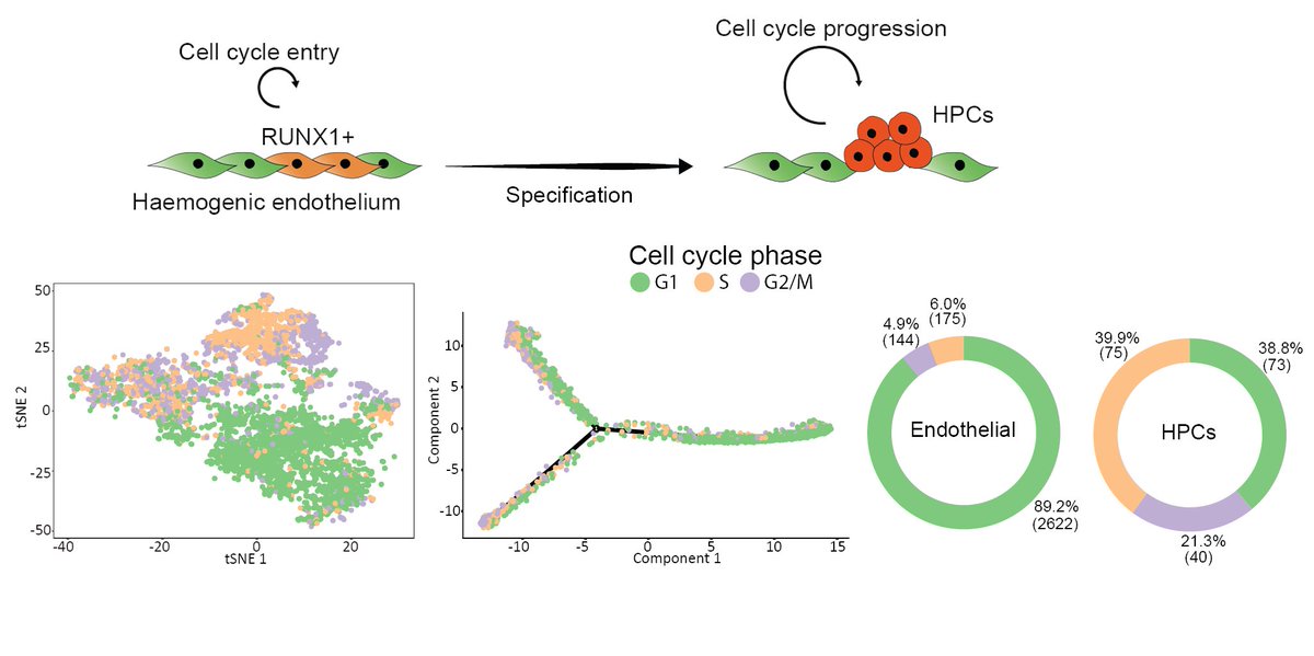 3/ Key fact, haemogenic endothelial cells (HEC) are a quiescent/slow cycling population. Progression through EHT is associated with  #cellcycle re-entry and progression