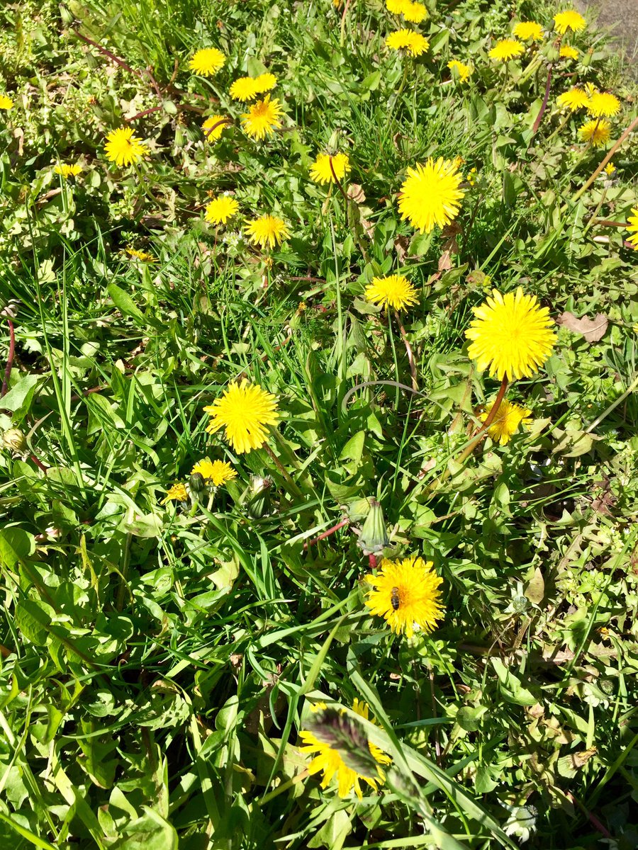 Thank you <a href="/harrow_council/">London Borough of Harrow</a> for not cutting the verges just yet. Right now dandelions provide fantastic forage for pollinators including honeybees.